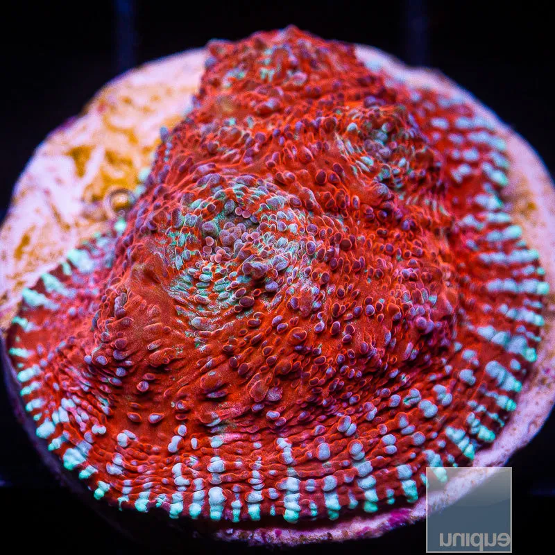 Echinophyllia sp. Ultra Red Chalice- WYSIWYG Frag LPS