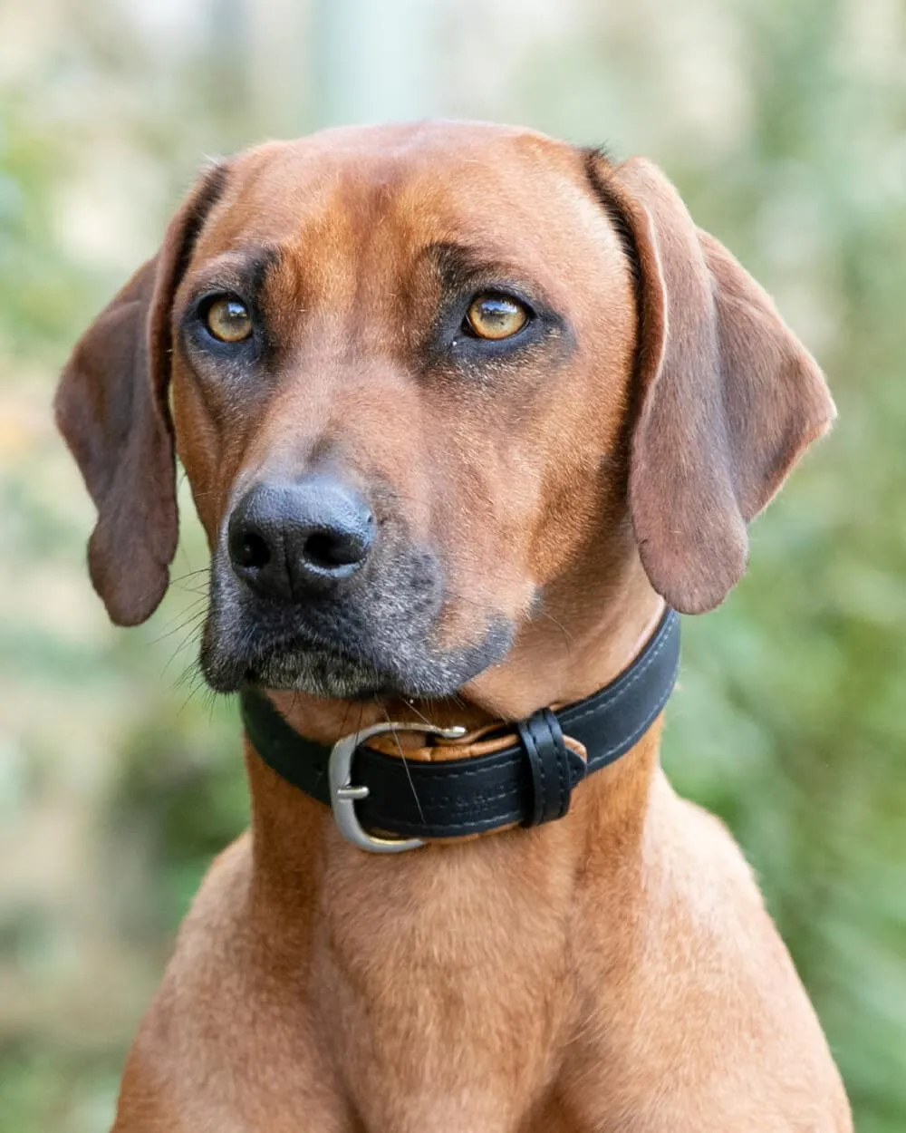 Padded Leather Dog Collar - Black and Brown