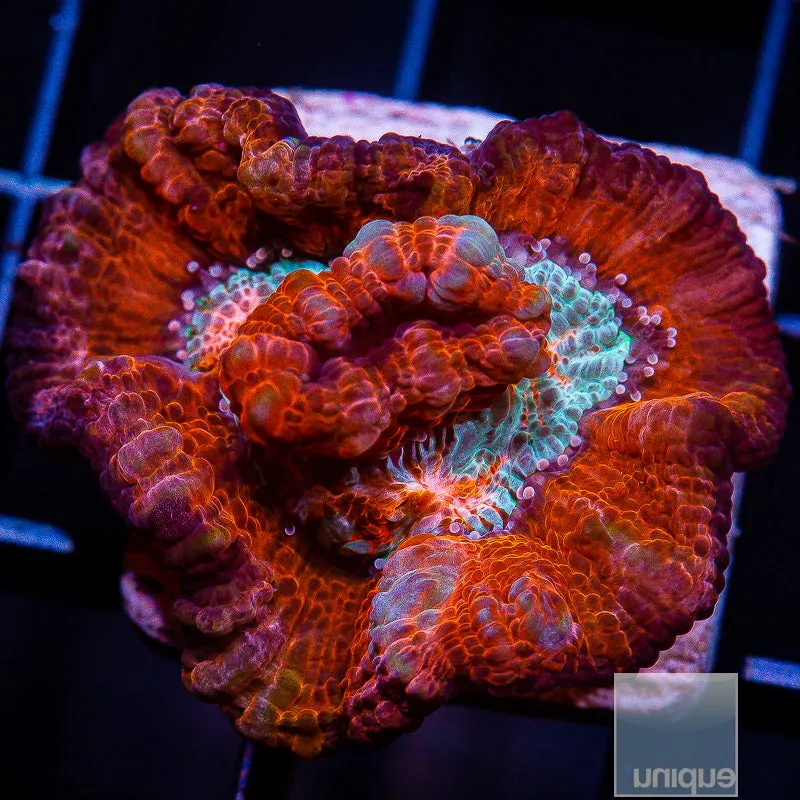 Symphyllia wilsoni sp. Red Wilsoni- WYSIWYG Frag LPS