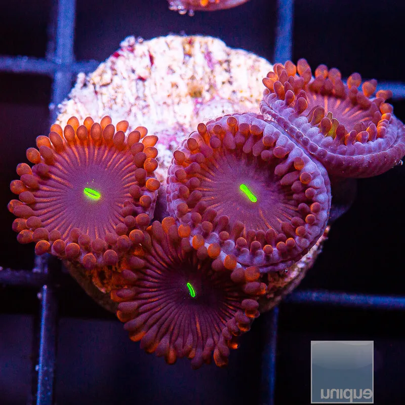 Zoanthus sp. Red People Eater Zoanthid- WYSIWYG Frag Zoa/Paly