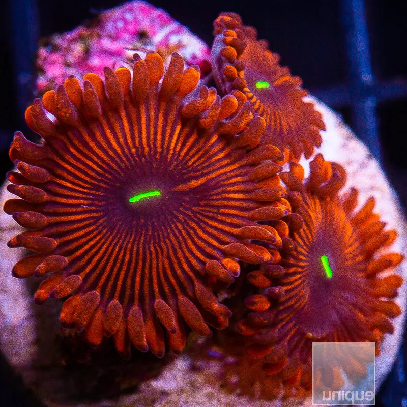 Zoanthus sp. Red People Zoanthus- WYSIWYG Frag Zoa/Paly